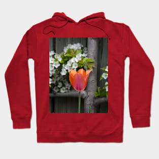 Tulips and pear blossoms in spring Hoodie